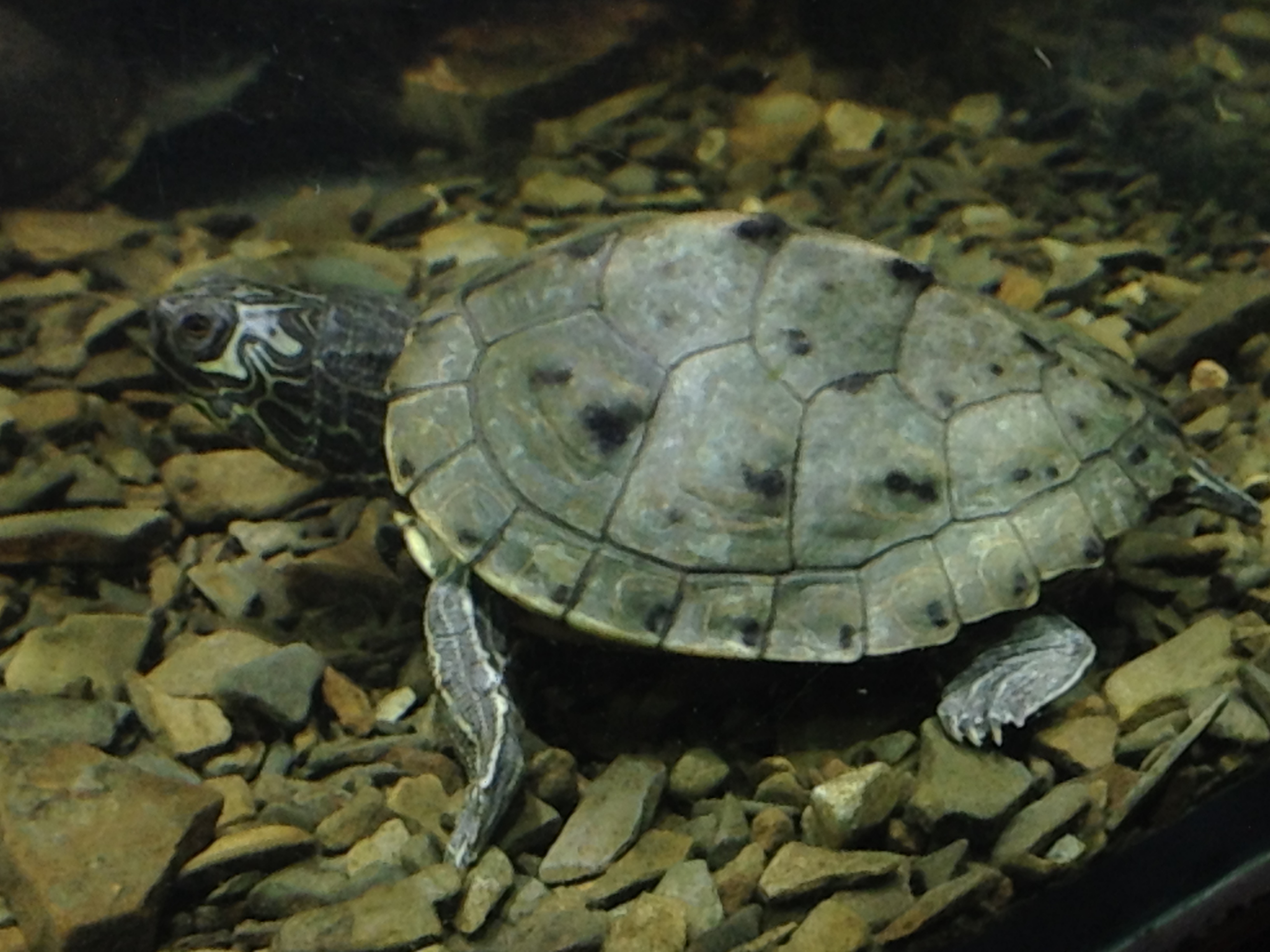 Graptemys barbouri