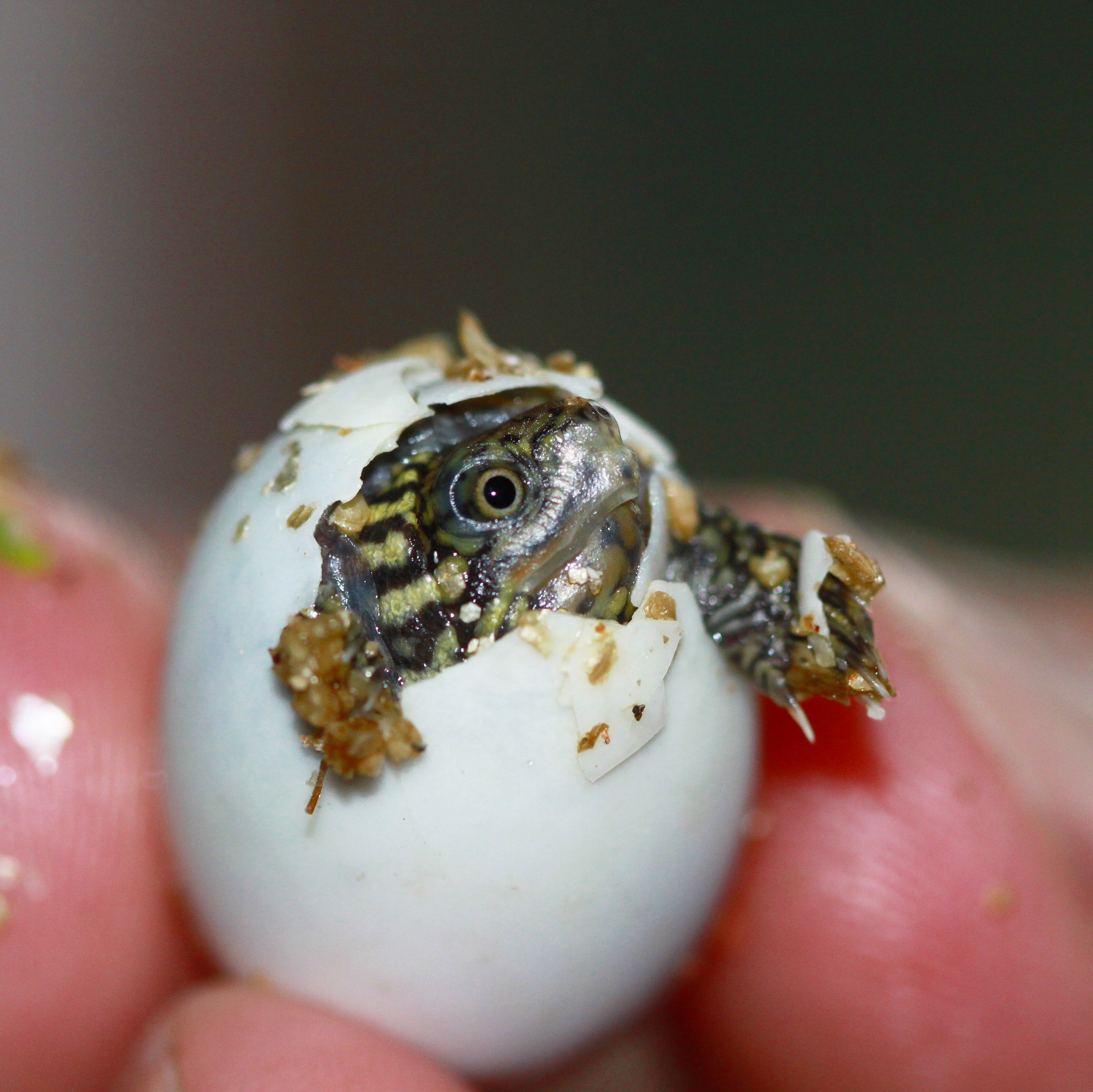Sternotherus minor peltifer