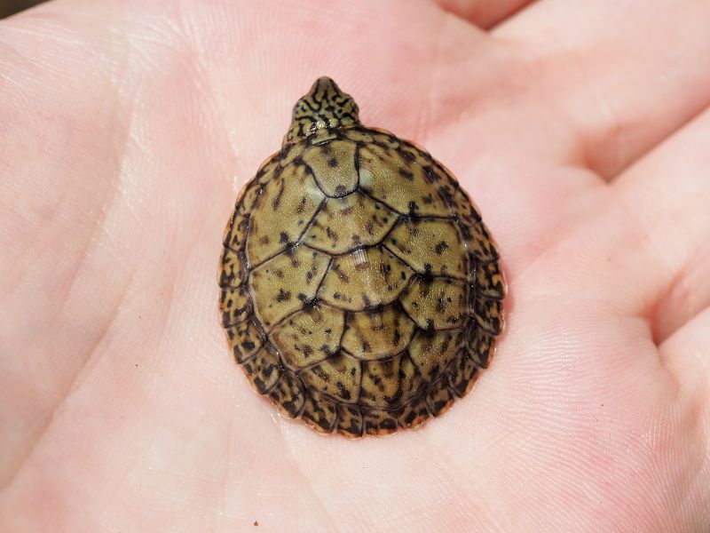 Sternotherus minor peltifer