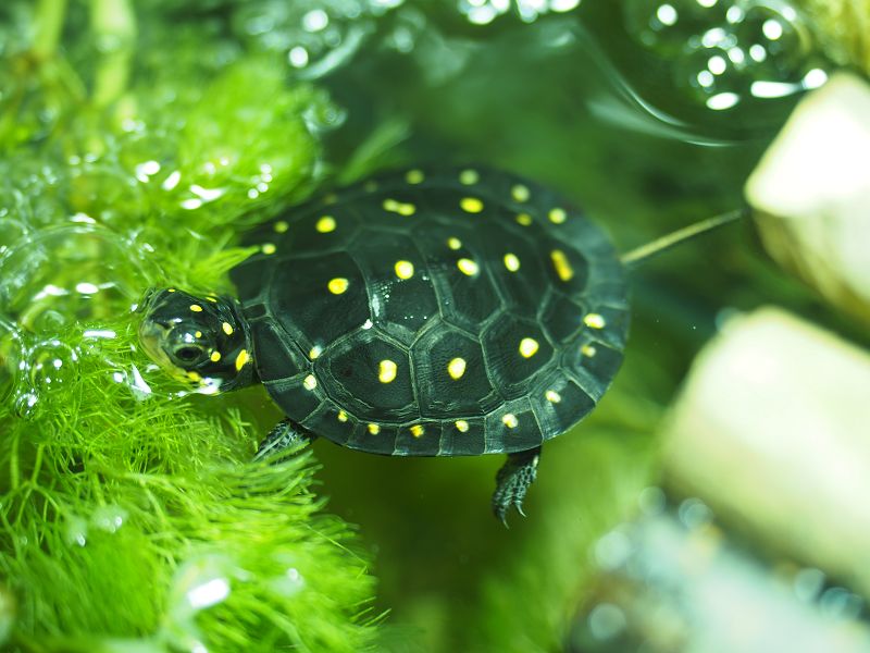 Tropfenschildkröte Clemmys guttata