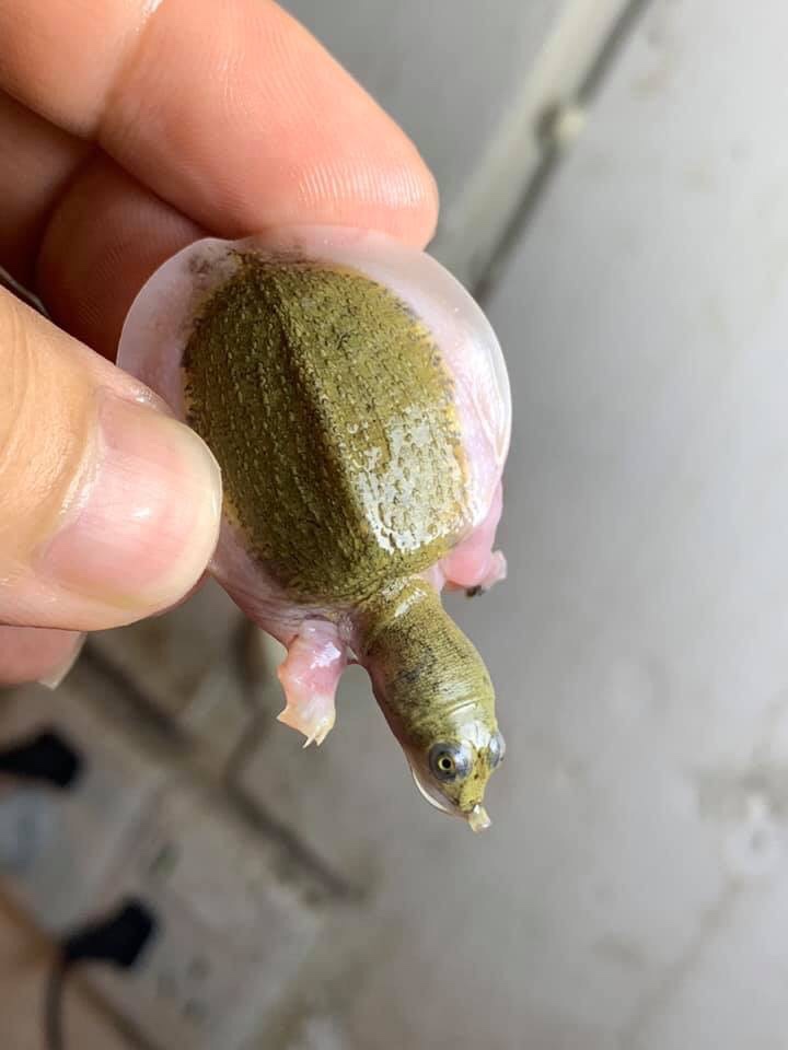 pied sided pelodiscus sinensis