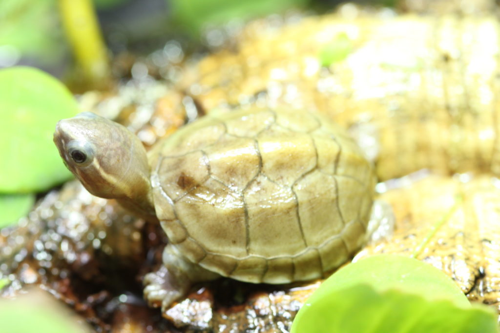 Sternotherus odoratus Gewöhnliche Moschusschildkröte