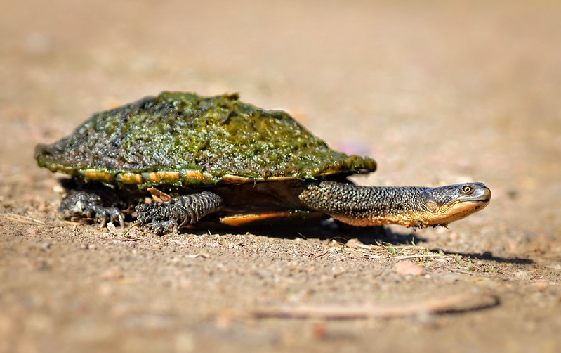 Chelodina longicollis