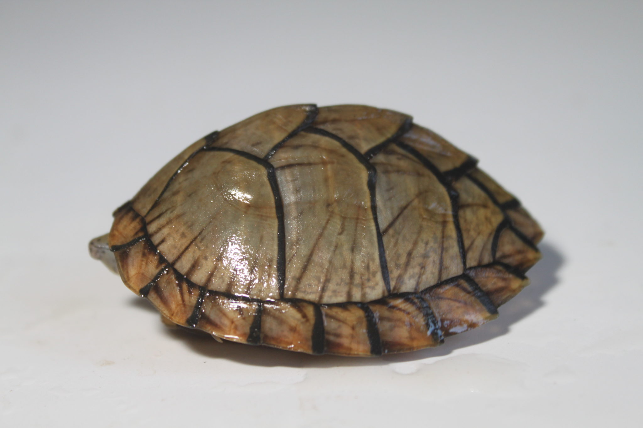 Sternotherus carinatus