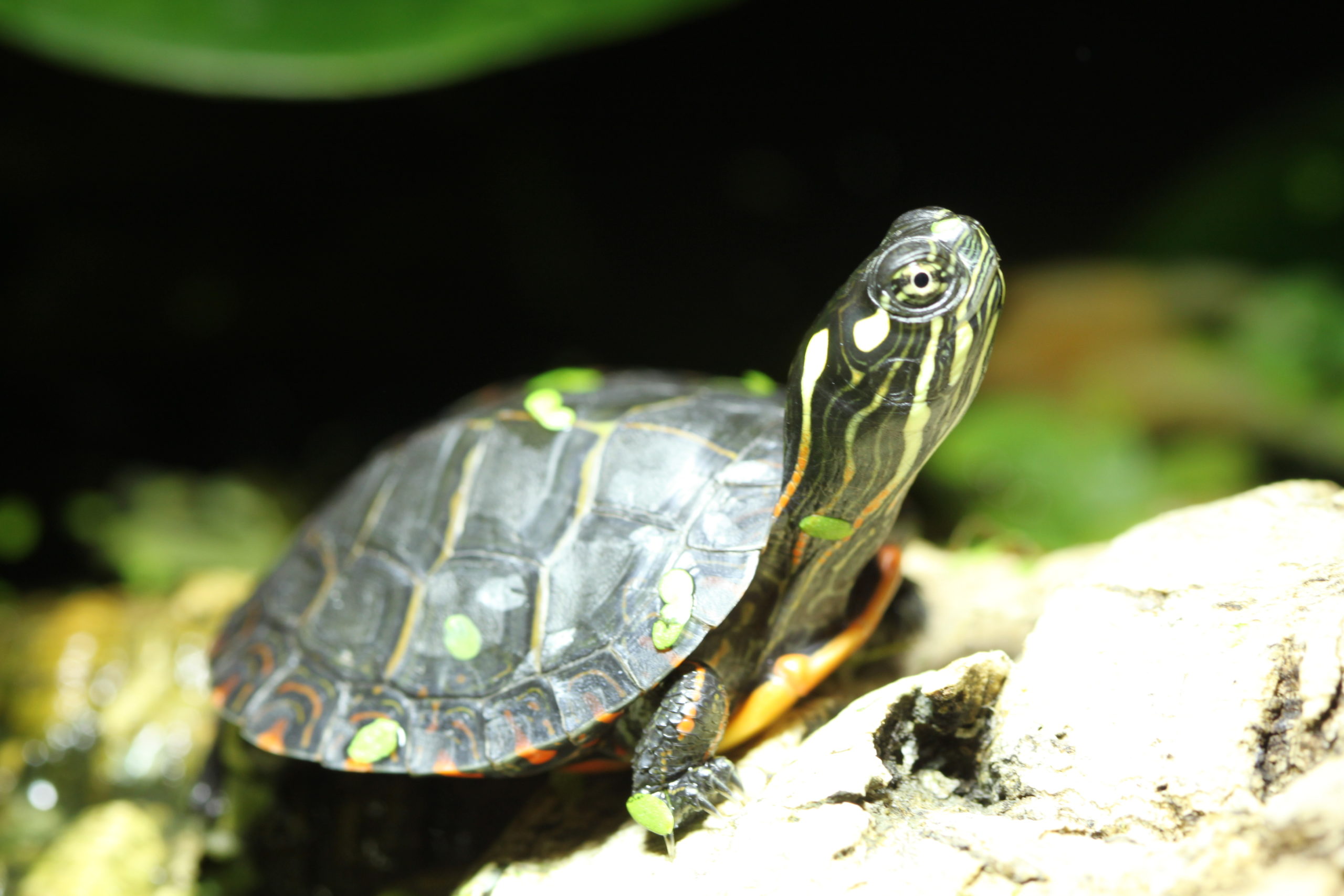 Chrysemys picta marginata