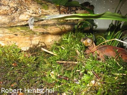 Zacken-Erdschildkröte, Geoemyda spengleri