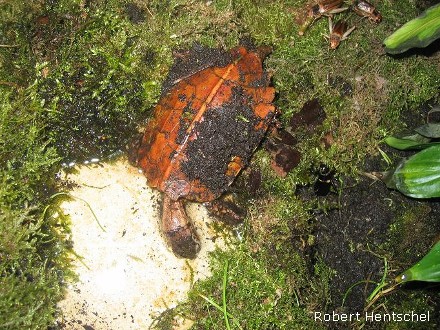 Zacken-Erdschildkröte, Geoemyda spengleri