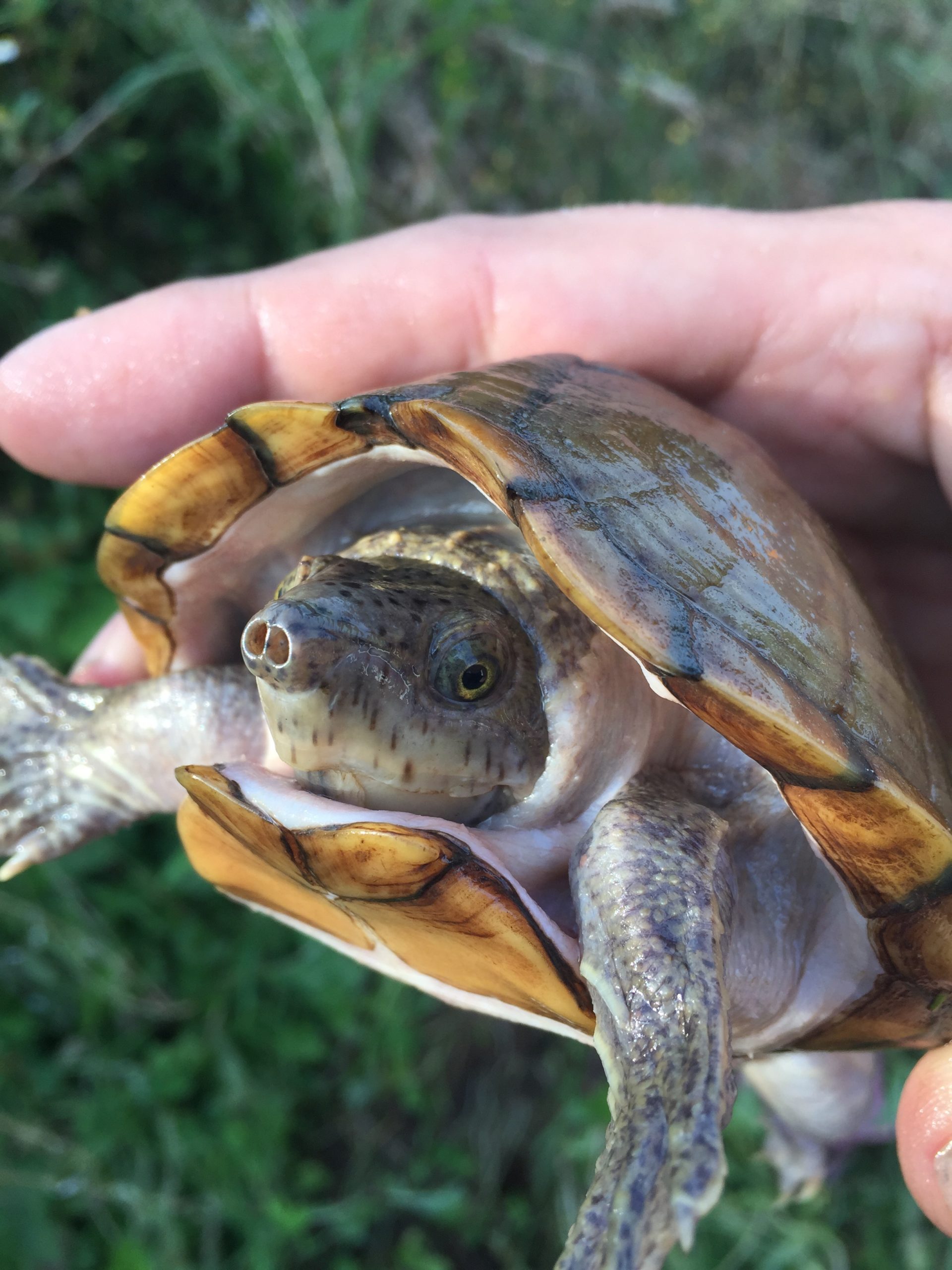 Sternotherus carinatus